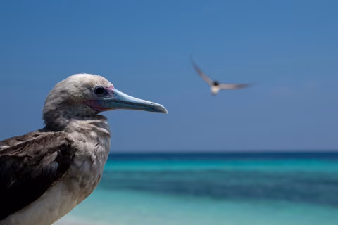 Atolls d'Entrecasteaux — Coral Sea Natural Park, New Caledonia