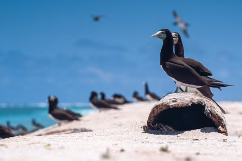 Atolls d'Entrecasteaux — Coral Sea Natural Park, New Caledonia