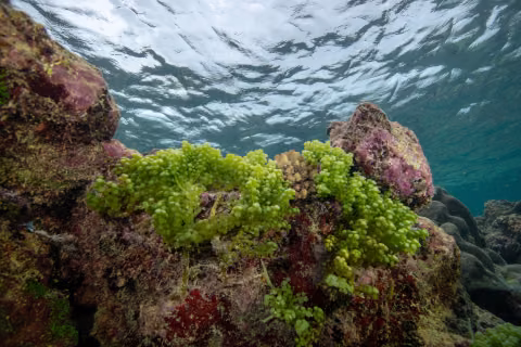 Ile Surprise Atolls d'Entrecasteaux — Coral Sea Natural Park, New Caledonia