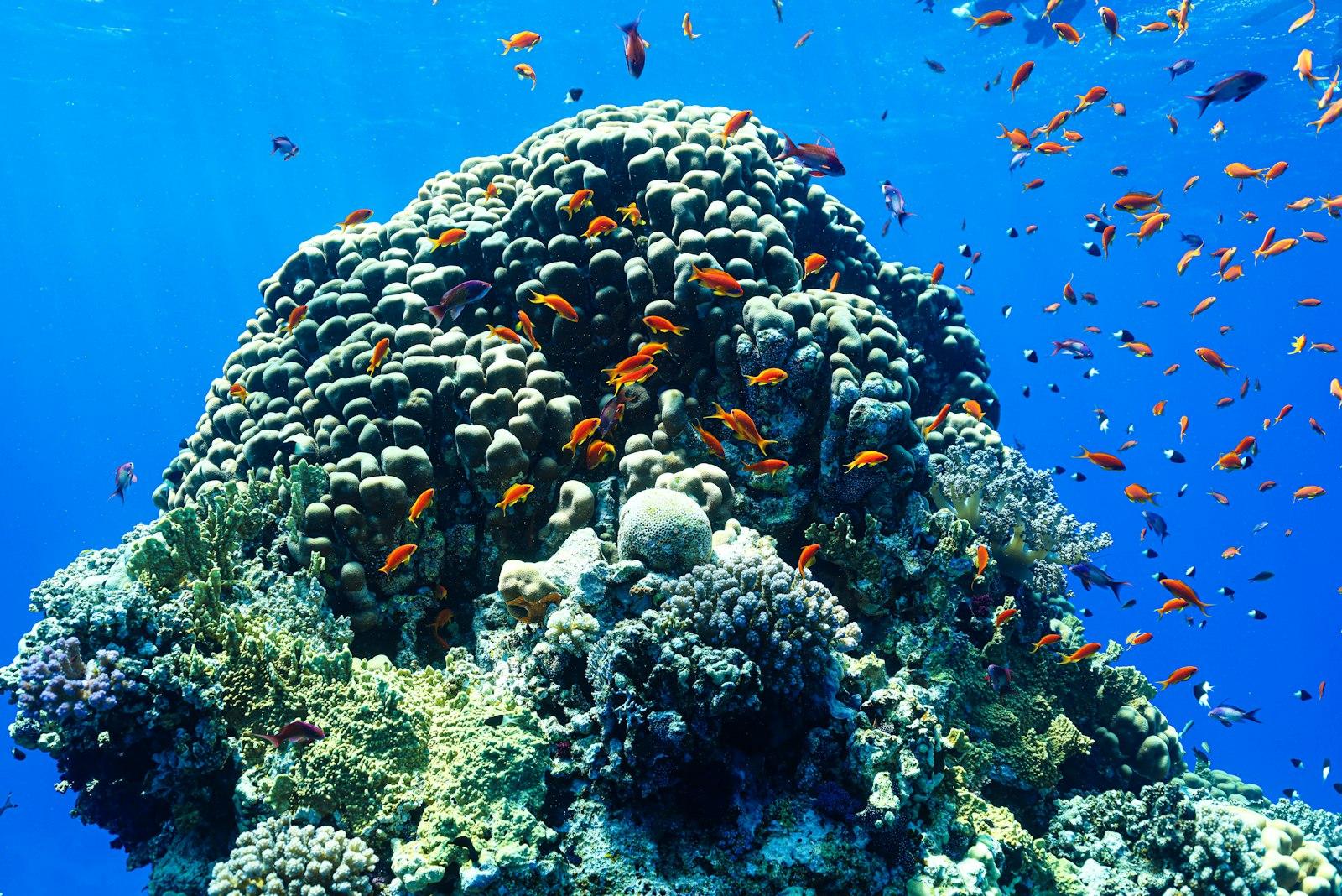 New $2M funding pool for community reef monitoring
